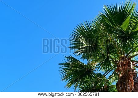 Palm Trees On The Streets Of Los Angeles\ncolorful Palm Tree Background For Web Design.