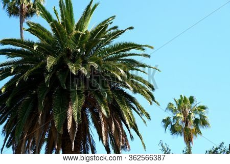 Palm Trees On The Streets Of Los Angeles
Colorful Palm Tree Background For Web Design.