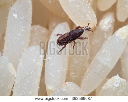 Macro Photography Of Rice Weevil Or Sitophilus Oryzae On Raw Rice
