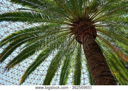 Palm Trees On The Streets Of Los Angeles
Colorful Palm Tree Background For Web Design.