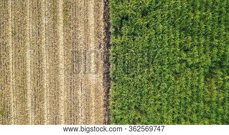 Green And Brown Field Divided In Half. Aerial View Rows Of Soil Before Planting.sugar Cane Farm Patt