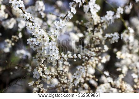 Cherry Plum Branches With White Flowers And Young Leaves, Spring Concept.