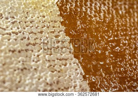 Honeycomb Open Unwaxing Fork Beekeeper Uncapped For Harvest Golden Delicious Honey Closeup