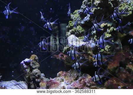 School Of Fish And Underwater Marine Life In The Aquarium