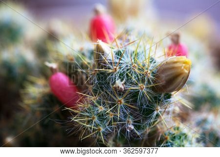 Yellow Flower And Red Fruits Of Mammillaria Elongata. Close Up Of A Small Cactus In A Pot With Flowe