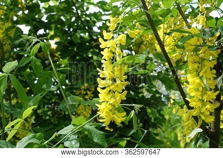 Bloom Of Laburnum Anagyroides Bush In Mid May