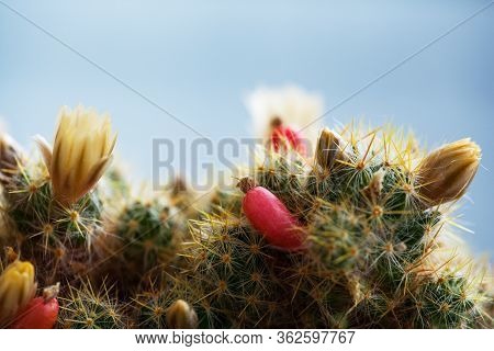 Yellow Flower And Red Fruits Of Mammillaria Elongata. Close Up Of A Small Cactus In A Pot With Flowe