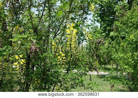 Bush Of Laburnum Anagyroides With Yellow Flowers In May