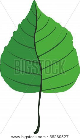 Schmetterling