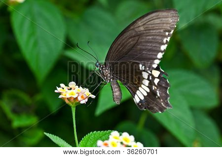 Sommerfugl fælles Mormons Bog Papilio Polytes blomst Closeup kopi rum