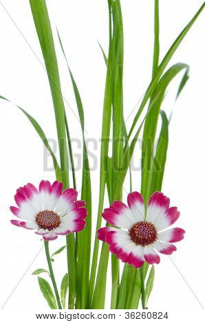 Bellissimi fiori rosa e verde erba