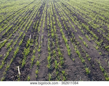 Rows Of Sprouting Barley In Spring. Agriculture And Grain Field.