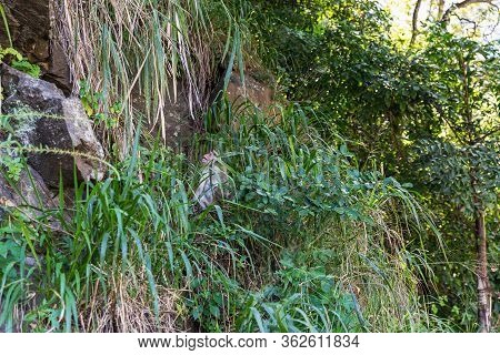 Toque Macaque - Macaca Sinica - In Sri Lanka