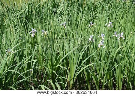 Few Light Violet Flowers Of Irises In Late Spring
