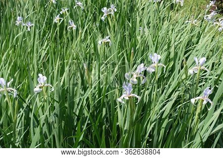 Fresh Green Leaves And Light Violet Flowers Of Irises In May