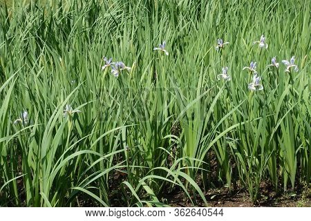Grassy Leafage And Light Violet Flowers Of Irises In Late Spring