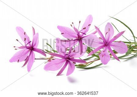 Pink Alpine Willowherb Flowers Isolated On White