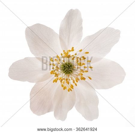Wood Anemone (anemone Nemorosa)isolated On White Background