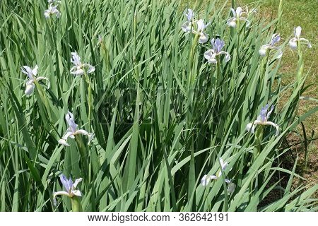 Green Leafage And Light Violet Flowers Of Irises In Late Spring