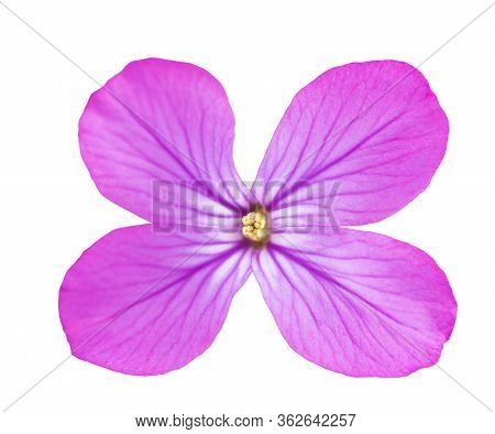 Annual Honesty Flower Isolated On White Background