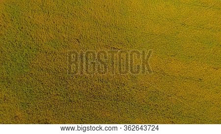 Aerial View Shot From Drone Of The Beautiful Paddy Fields With Green Young Sprouts In Farming Organi