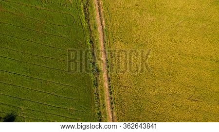 Aerial View Shot From Drone Of The Beautiful Paddy Fields With Green Young Sprouts In Farming Organi