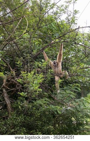 White Gibbons On Tree. White Hand Gibbon Hanging From The Tree Branch. White Handed Gibbon Is Jumpin