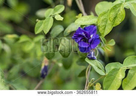 Butterfly Pea Flower, This Flower Can Coloring Matter In Thai Dessert Having Blue And Purple Color B