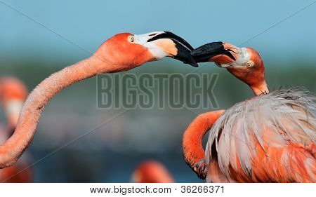 플라밍고 (phoenicopterus Ruber)
