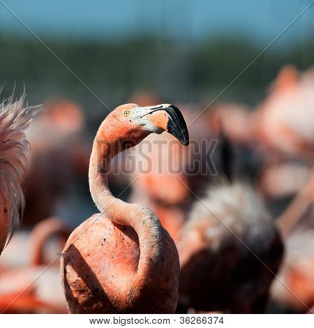 미국 플라밍고 (phoenicopterus Ruber)