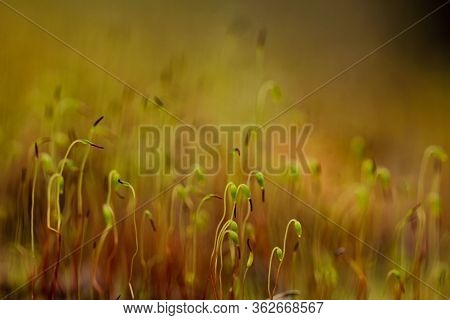 Macro Moss Tortula Muralis, Artistic Close Up Abstract Background