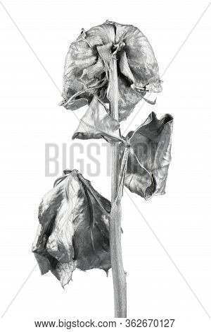 Silver Rose Isolated On White. Silver Dried Flower Head, Romance Concept. High Resolution Photo. Ful