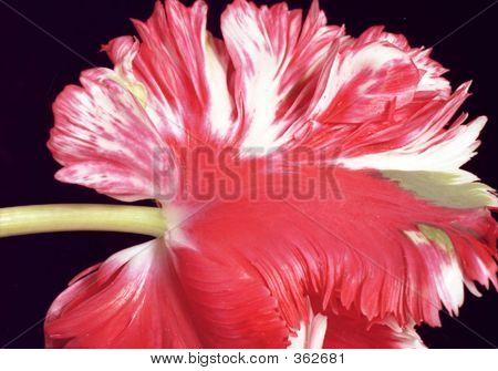 Papagei-Tulpe