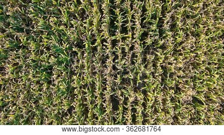 Top View Corn Tree Aerial Top View Corn Image & Photo (Free Trial) | Bigstock