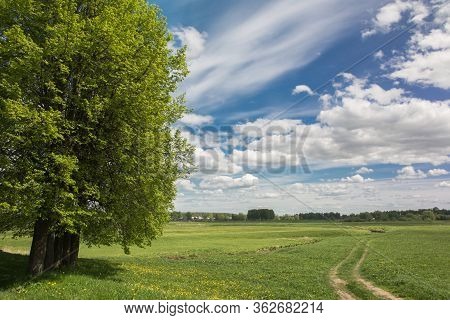 Spring Landscape With Trees In A Field With Dandelions