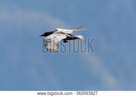 Black Northern Raven (corvus Corax) In Flight With Spread Wings In Sunshine Looking Up