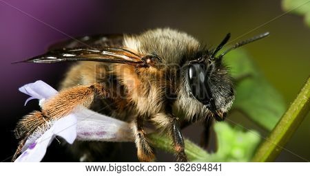 Macro Of Hairy-footed Flower Bee, Anthophora Plumipes