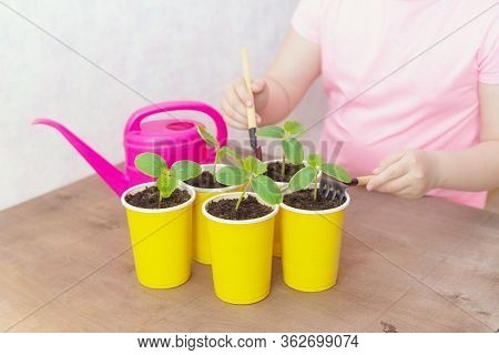 Green Cucumber Seedlings In Yellow Plastic Cups On The Table. Gardening And Planting Concept. Whater