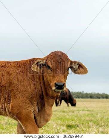 Brown Calf In Pasture On A Cloudy Day, Looking At The Camera In Close Up. Beef Cattle Livestock.