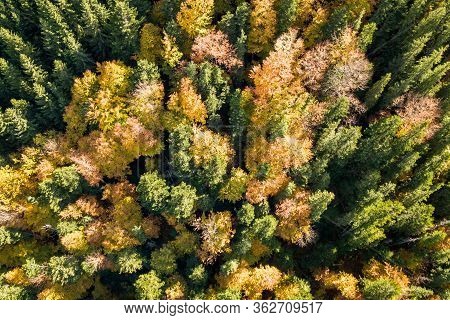 Top Down Aerial View Of Green And Yellow Autumn Forest With Many Fresh Trees.