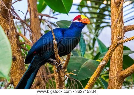 Beautiful Closeup Portrait Of A Violet Turaco, Popular Exotic Bird Specie From Africa