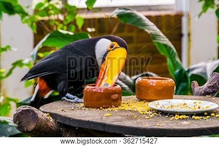 Funny Closeup Of A Toco Toucan Eating Seeds From A Small Bowl, Tropical Bird Specie From America