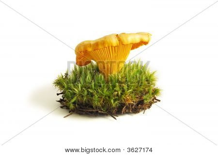Finferli nel Sphagnum