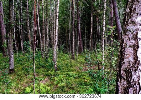 Summer Landscape Deciduous Forest. White Birch Trunks In A Birch Grove.