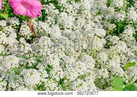 Petite Snow White Mauve Flowers Of Lobularia Maritima Alyssum Maritimum. Sweet Alyssum Or Sweet Alis