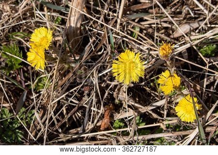Mother-and-stepmother Blooms In Early Spring Against The Background Of Last Year's Grass