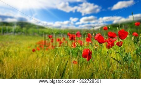 Poppy Flowers On A Green Field Or Grassland, With Deep Blue Sky, White Clouds And Rays Of Sunlight I
