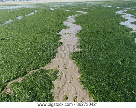 Stranded Green Seaweeds Overgrowth on Brittany Coast