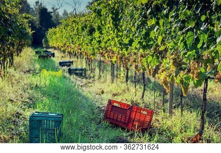 Sunny Grapeyard Area With Plastic Boxes For Harvesting Grape. Valleys Landscape With Grape Plants.