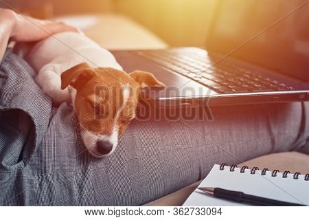 Woman Write Plans In The Notebook With Her Jack Rusel Terrier Puppy Dog. Good Relationships And Frie